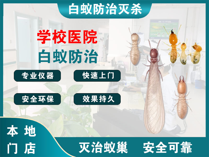赣榆学校医院白蚁防治