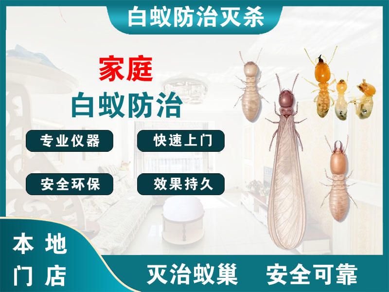 赣榆家庭白蚁防治
